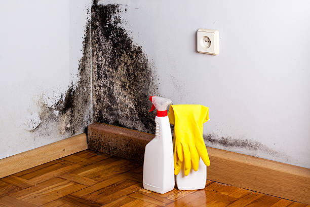 Attic Mold Removal in Mundys Corner, PA